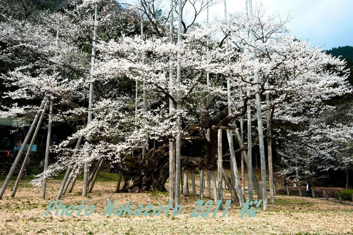 薄墨桜